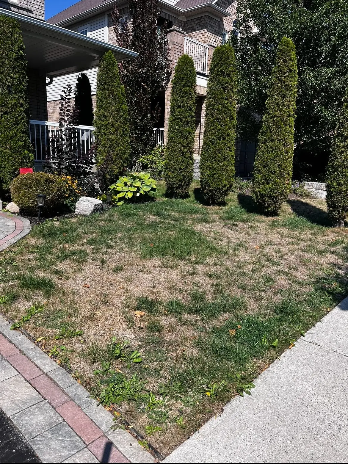 Here’s a realistic two-week lawn transformation: we aerated, overseeded, fertilized, dethatched, and top-dressed using the…