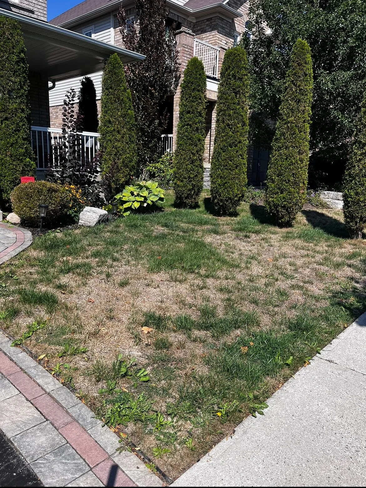 Here’s a realistic two-week lawn transformation: we aerated, overseeded, fertilized, dethatched, and top-dressed using the…
