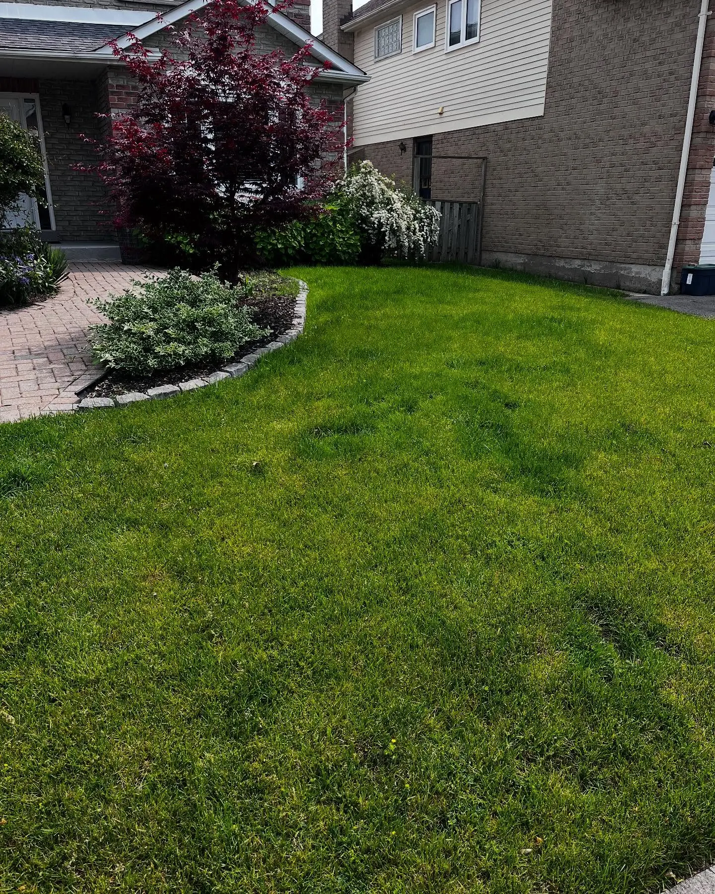 In the fall of last year, a client contacted us seeking assistance in restoring their lawn.
