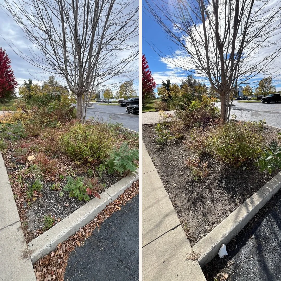 Completed a thorough fall cleanup at this commercial property, including full de-weeding, leaf removal, and pruning to get…