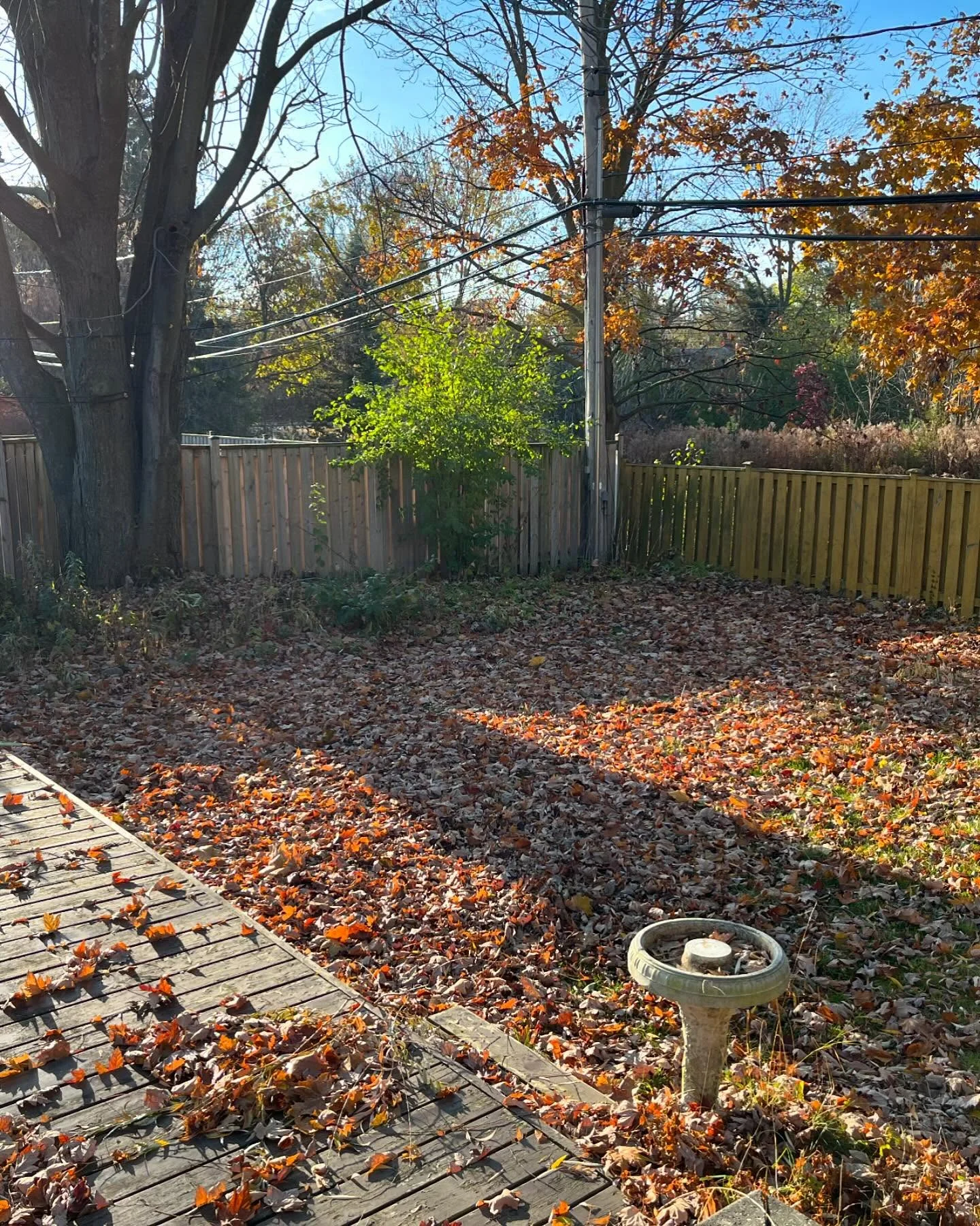 Now booking fall leaf clean ups!