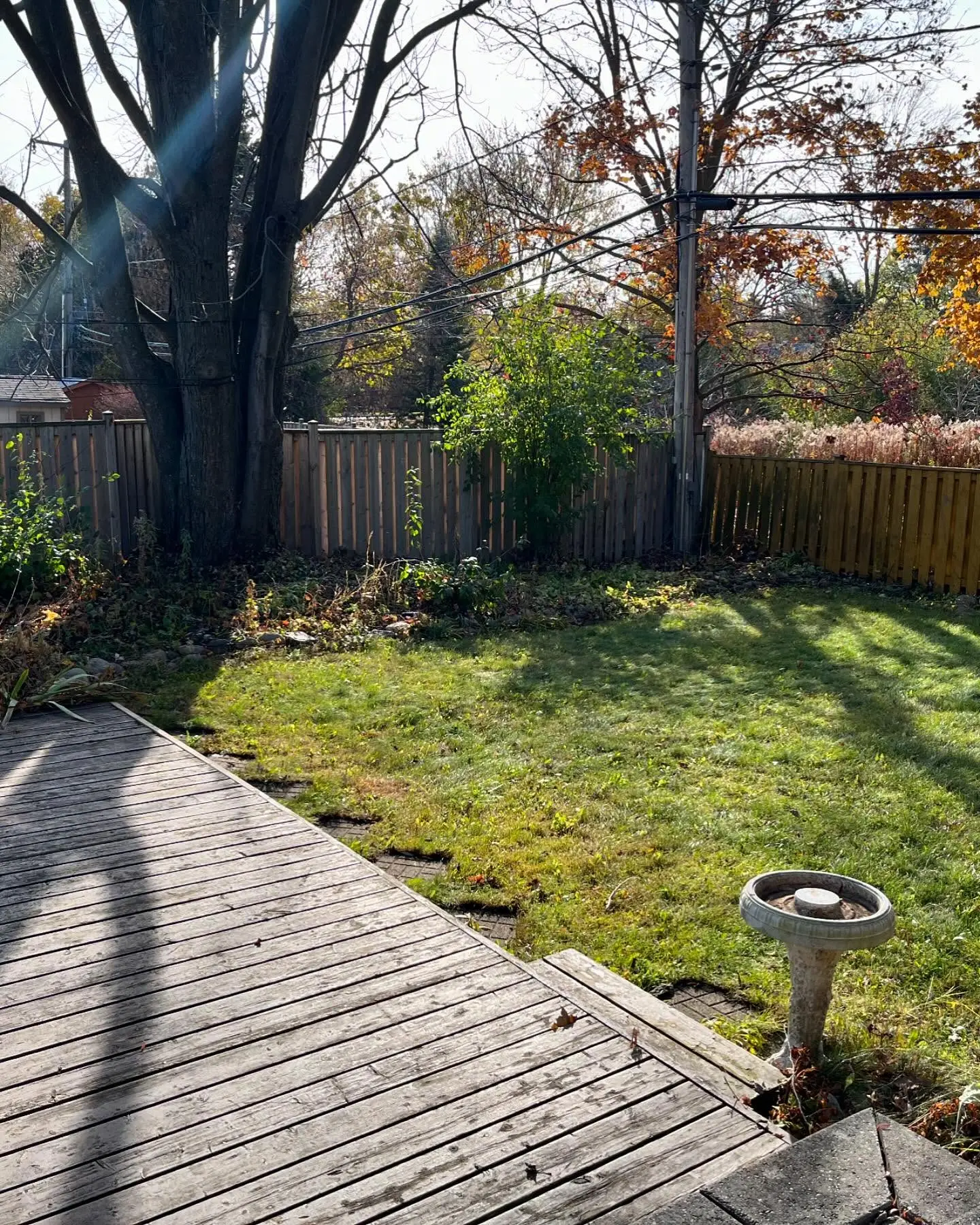 Now booking fall leaf clean ups!