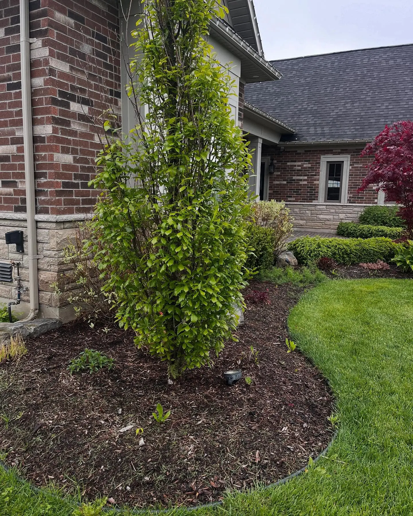 Completed a full garden bed refresh today with 8 yards of premium brown mulch.
