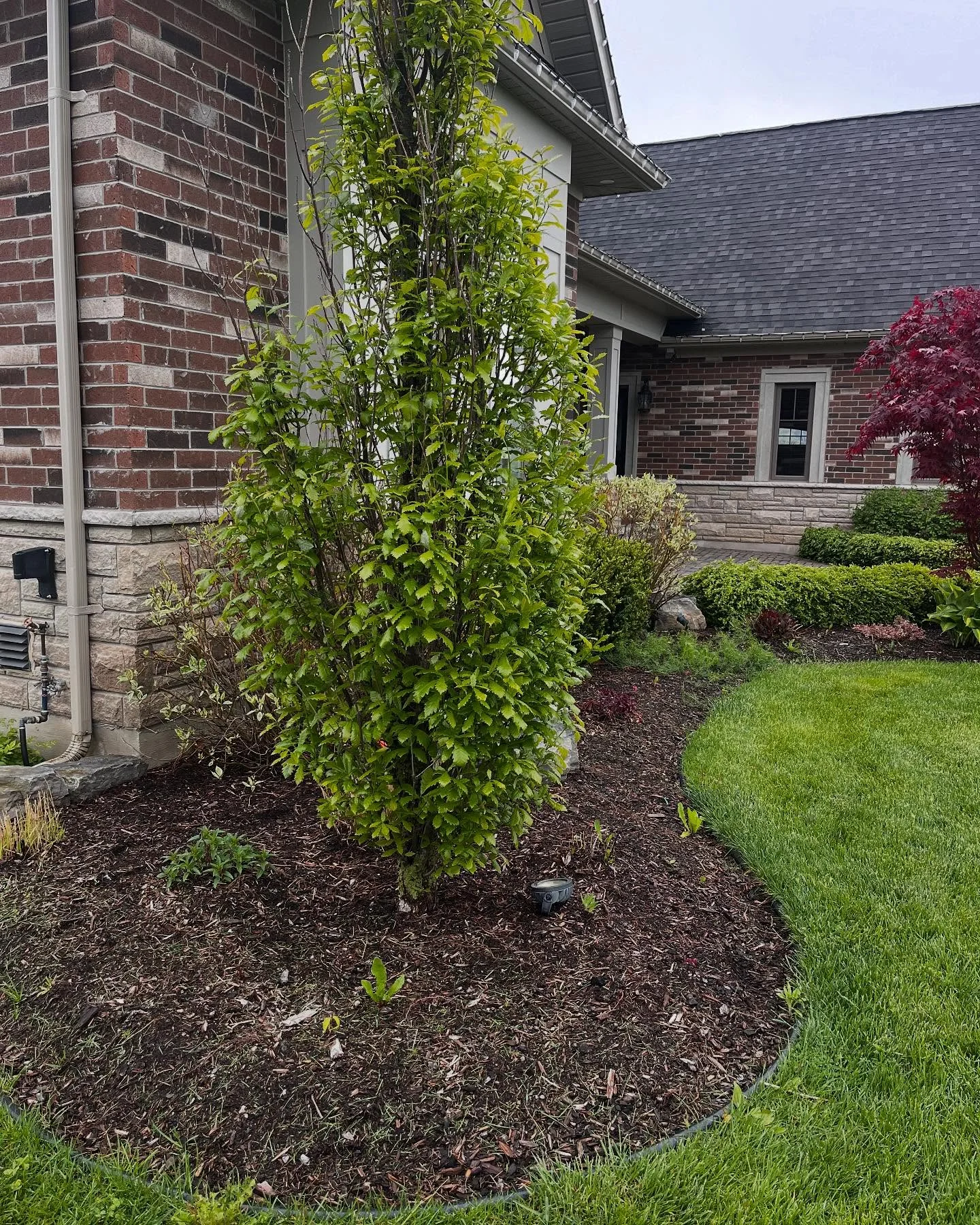 Completed a full garden bed refresh today with 8 yards of premium brown mulch.